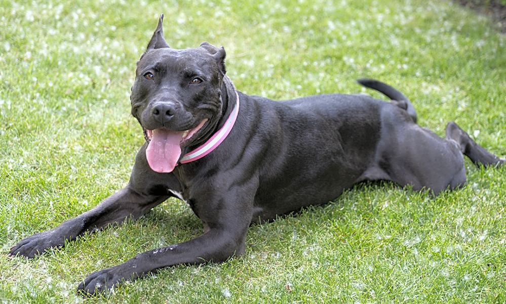 7 delightful doggies to adopt now in