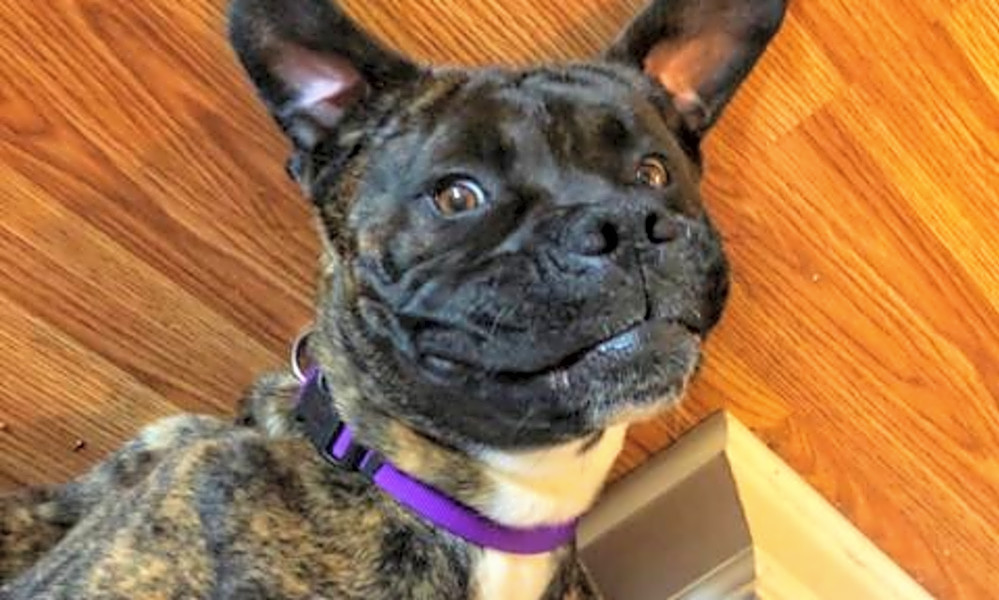 all paws adoption dogs