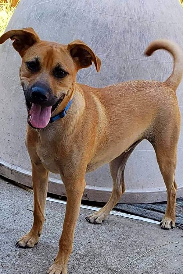 black mouth cur german shepherd mix puppy