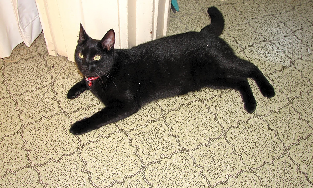 Looking To Adopt A Pet Here Are 7 Charming Cats To Adopt Now In