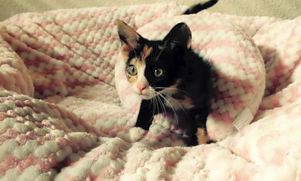 Want To Adopt A Pet Here Are 6 Furry Felines To Adopt Now In