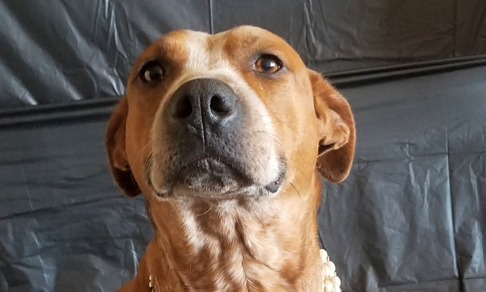 Australian cattle dog american staffordshire terrier mix sales