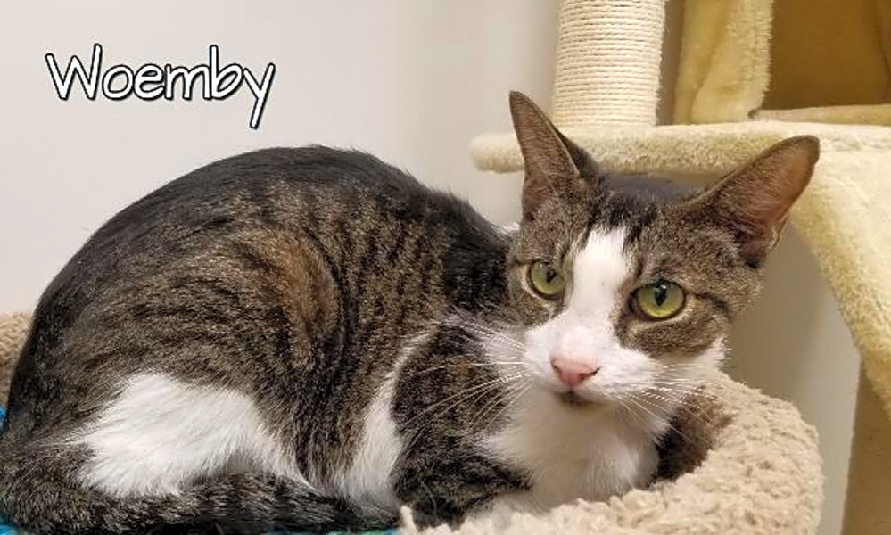 Want to adopt a pet? Here are 6 cool kitties to adopt now in Las Vegas