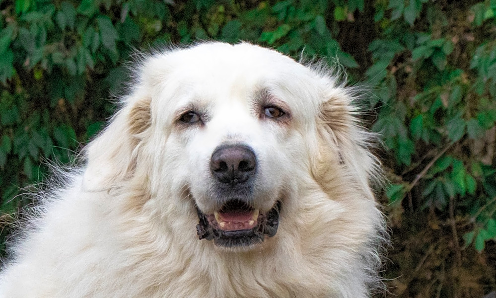 Want To Adopt A Pet Here Are 7 Cuddly Canines To Adopt Now In Nashville Hoodline
