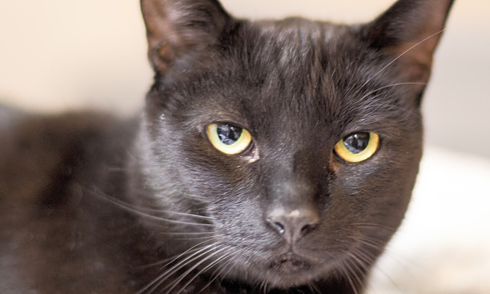 These Chicago Based Kitties Are Up For Adoption And In Need Of A