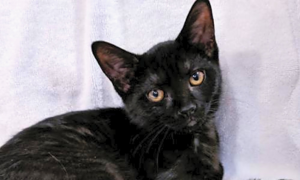 These Chicago Based Cats Are Up For Adoption And In Need Of A Good