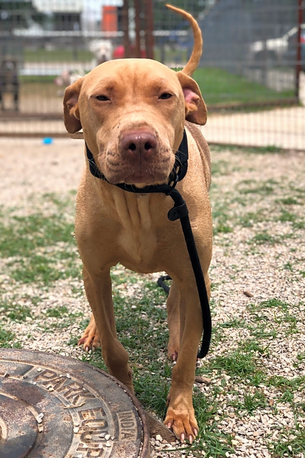 These snuggly Fort Worth based pups are up for adoption and in need of