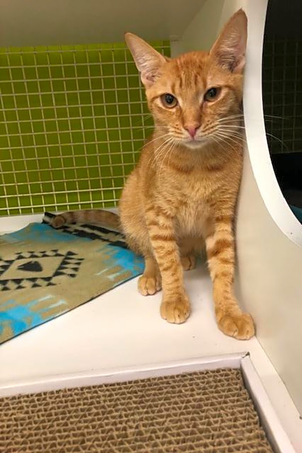 6 Lovable Kitties To Adopt Now In San Antonio Hoodline