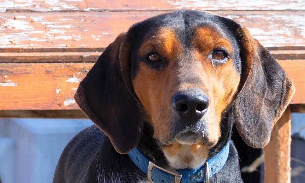 Black And Tan Coonhound Lab Mix 2025