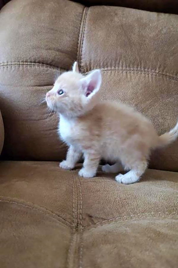Want To Adopt A Pet Here Are 6 Cuddly Kittens To Adopt Now In