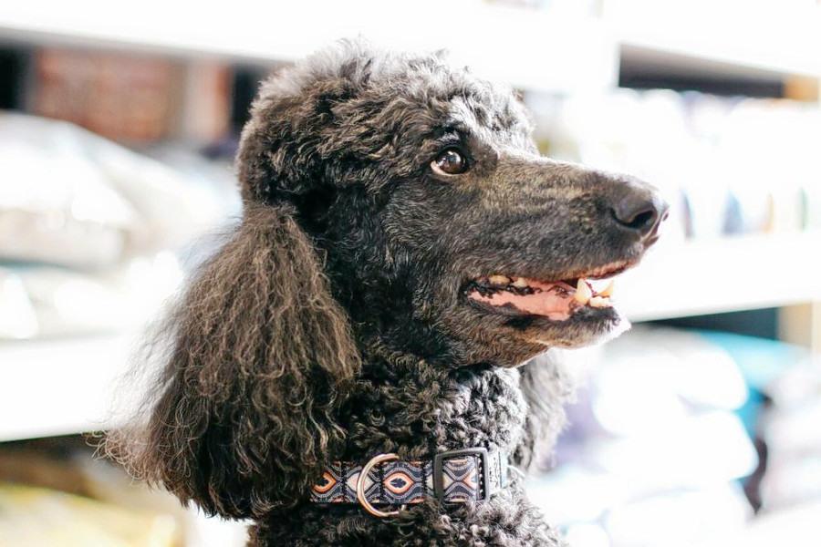 The 4 Best Pet Stores In Omaha Hoodline