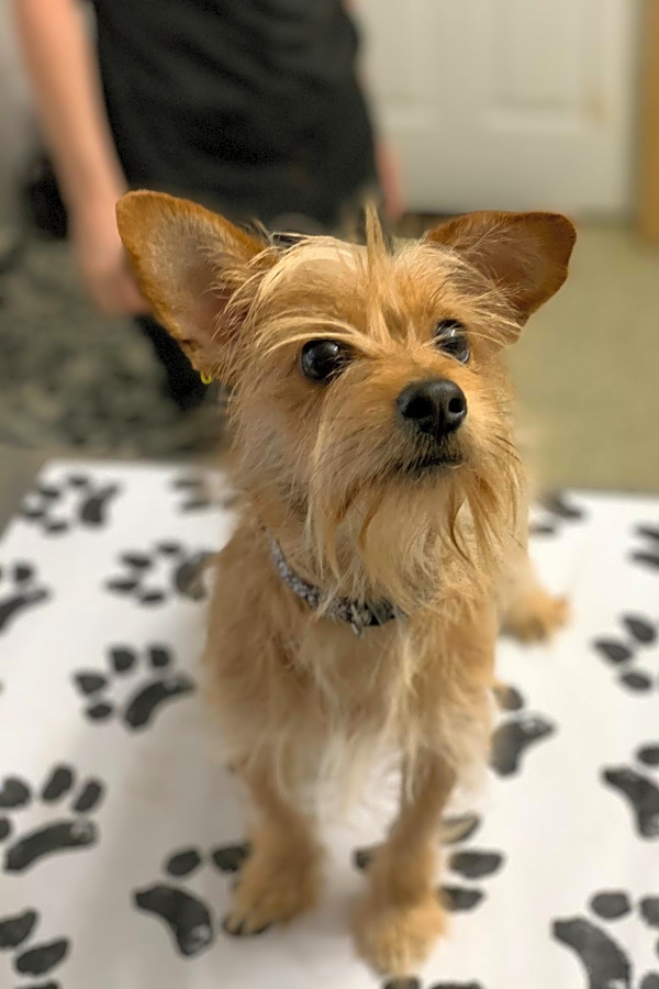 Want to adopt a pet Here are 7 lovable pups to adopt now in St. Louis