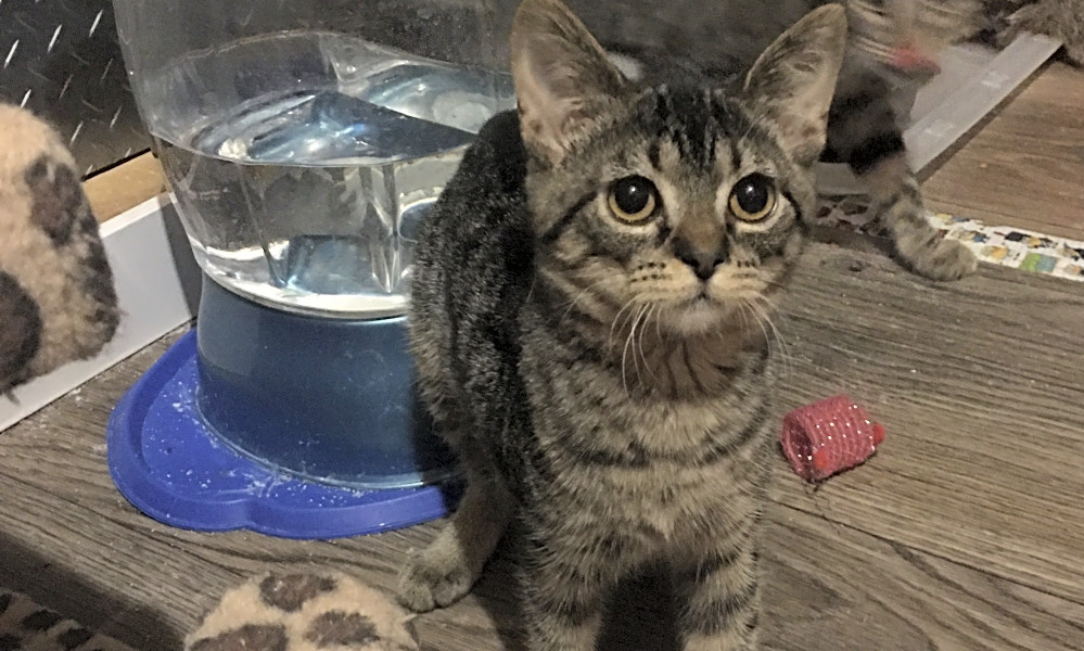 7 Furry Felines To Adopt Now In Cincinnati Hoodline