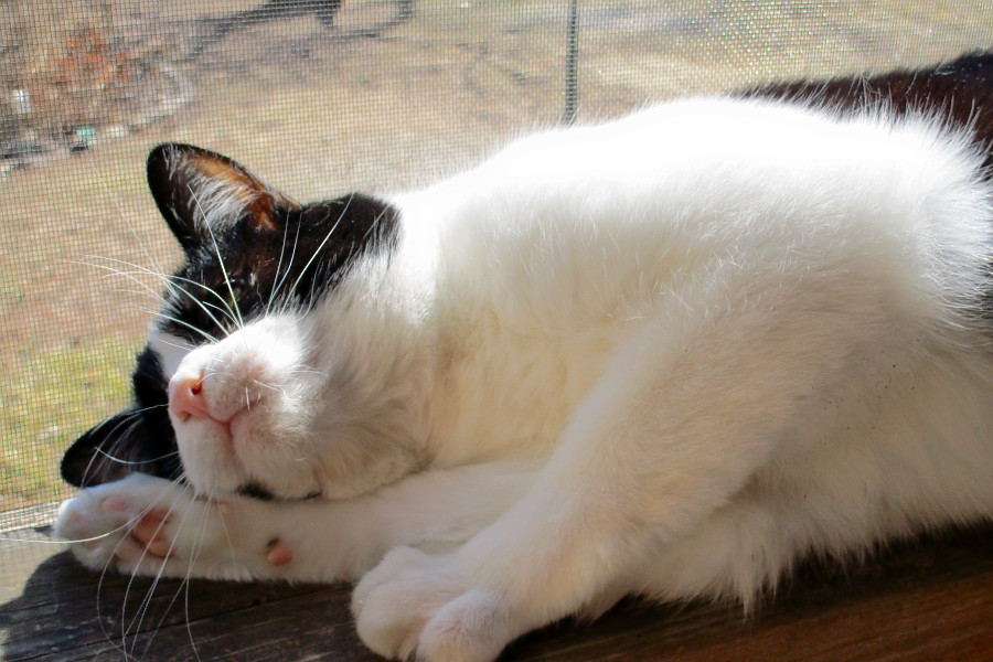 Tail Of Two Cities 6 Lovable Kitties To Adopt Now In And Around