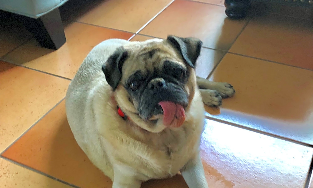Want To Adopt A Pet Here Are 6 Lovable Pups To Adopt Now In Miami