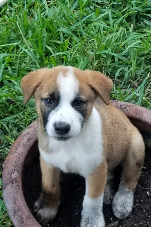 Want To Adopt A Pet Here Are 5 Perfect Pups To Adopt Now In Houston