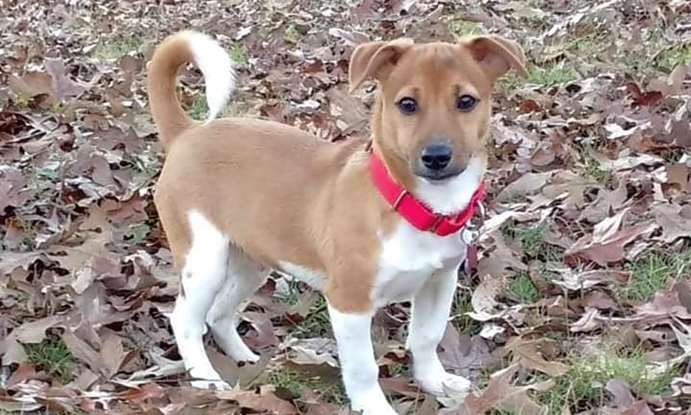 These Boston Based Puppies Are Up For Adoption And In Need Of A Good We work with a wide range of rescues and shelters, and certain animals need more care than others before. these boston based puppies are up for