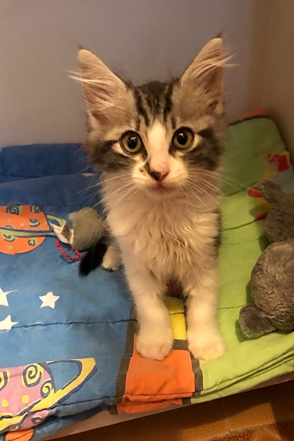 Kittens In Houston Looking For Their Fur Ever Homes