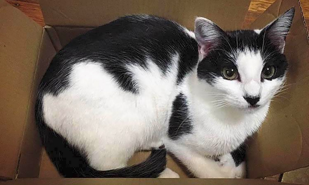 3 Furry Felines Available For Adoption In San Francisco Hoodline