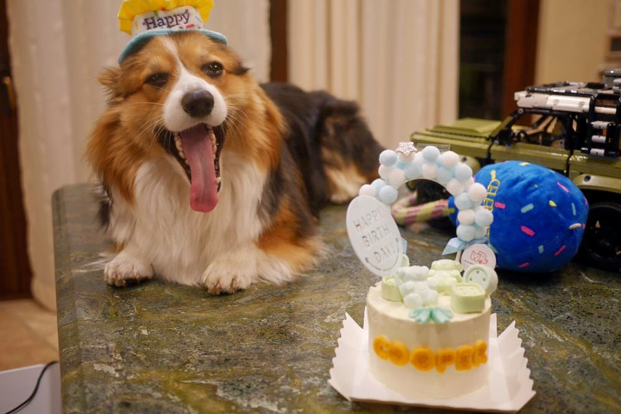 Sunnyvale S Top 3 Pet Stores Ranked Hoodline