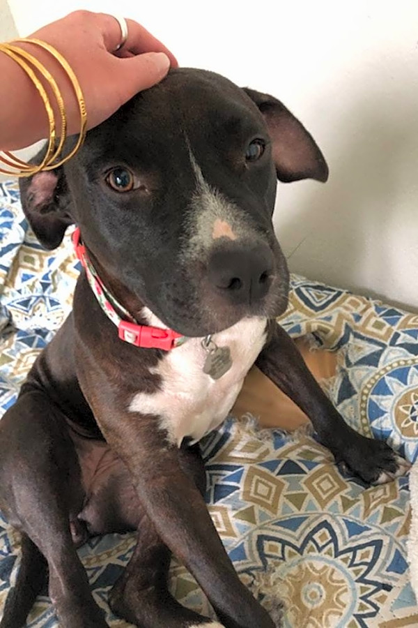 7 cuddly canines to adopt now in Houston