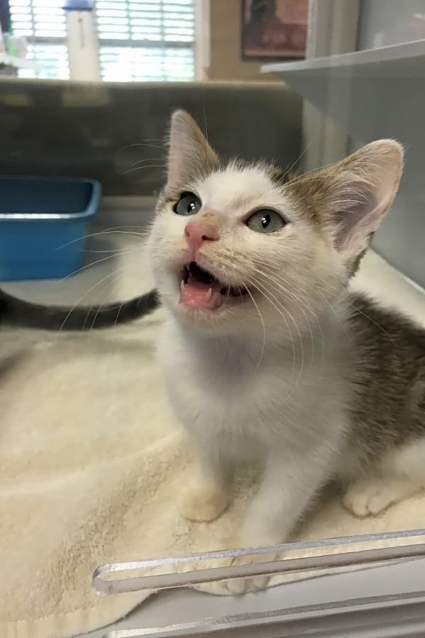 7 Cute As Can Be Kittens To Adopt Now In Austin Hoodline