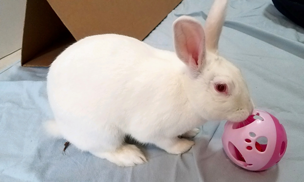 4 lovable rabbits to adopt now in Baltimore