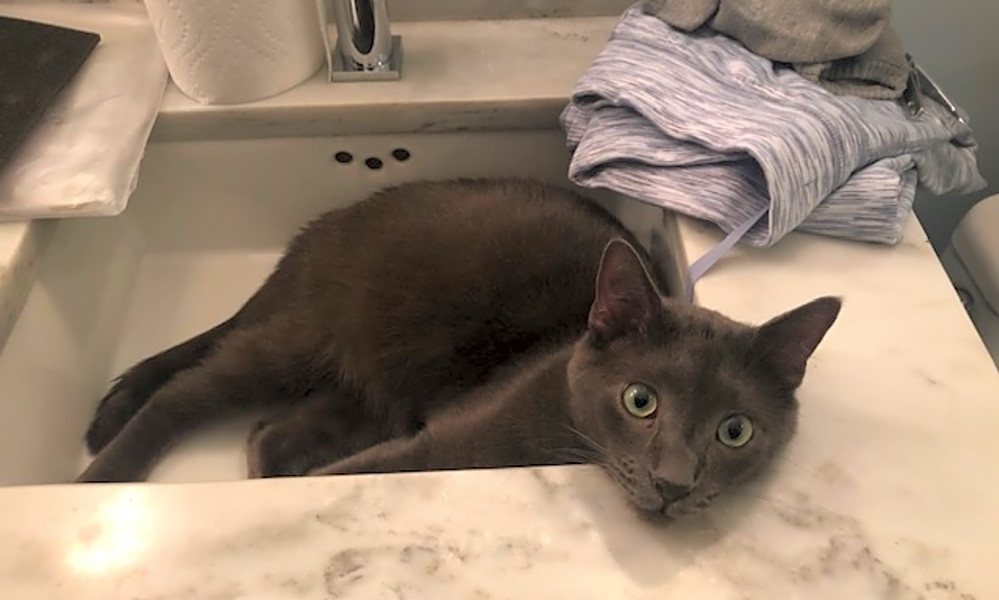 These Chicago Based Kitties Are Up For Adoption And In Need Of A