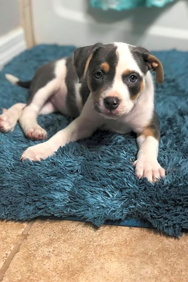 boxer and terrier mix