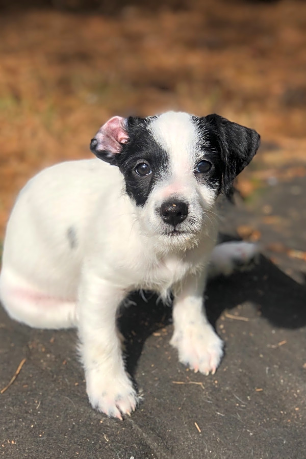 Rat terrier poodle sales