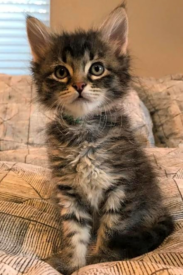 a tabby kitten