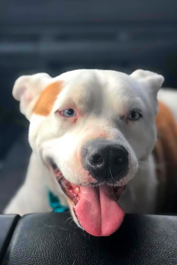 adopt now in colorado springs
