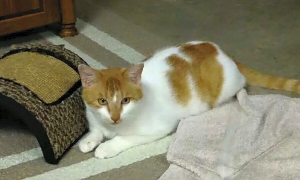 Looking To Adopt A Pet Here Are 7 Cute Kitties To Adopt Now In
