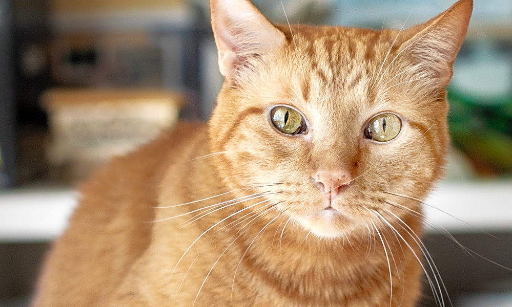Want To Adopt A Pet Here Are 6 Lovable Kitties To Adopt Now In Houston Eliminate your fears and doubts about indian pakistani stars couple dp images. want to adopt a pet here are 6 lovable