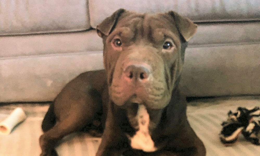 here are 3 cuddly canines to adopt now