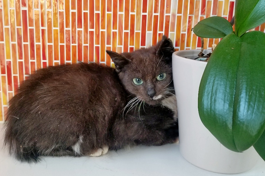 Kittens In Philadelphia Looking For Their Furr Ever Homes Hoodline