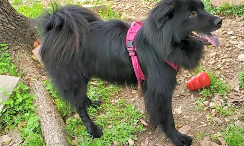 Chow chow and border collie mix sales