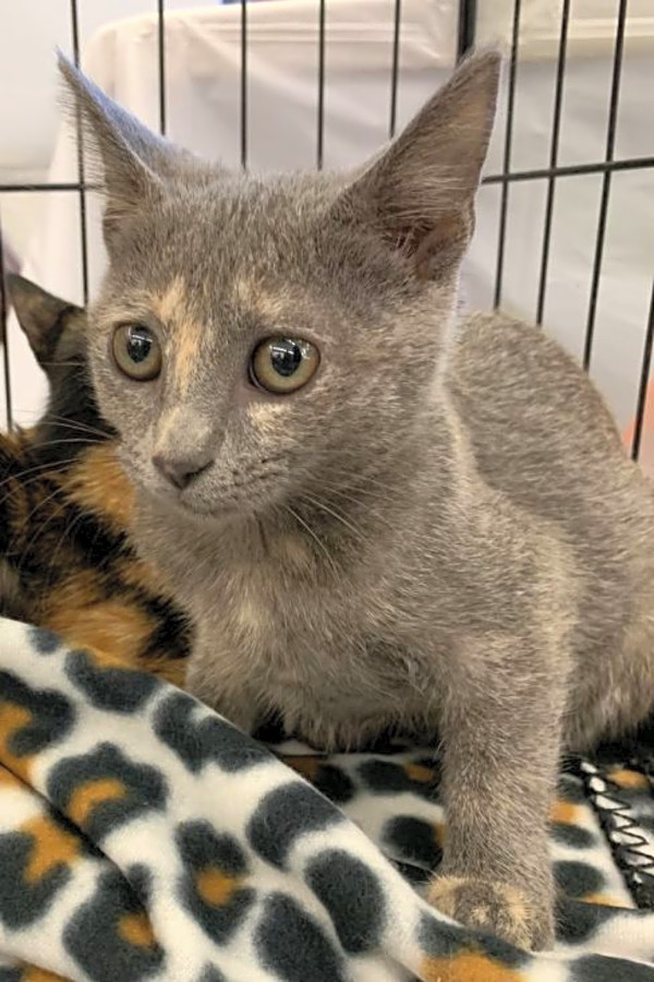 These Fort Worth Based Kittens Are Up For Adoption And In Need Of