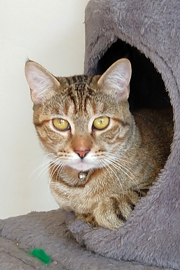 7 Cool Kitties To Adopt Now In Phoenix Hoodline