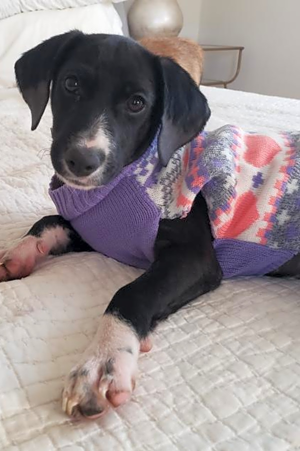 barbie labrador