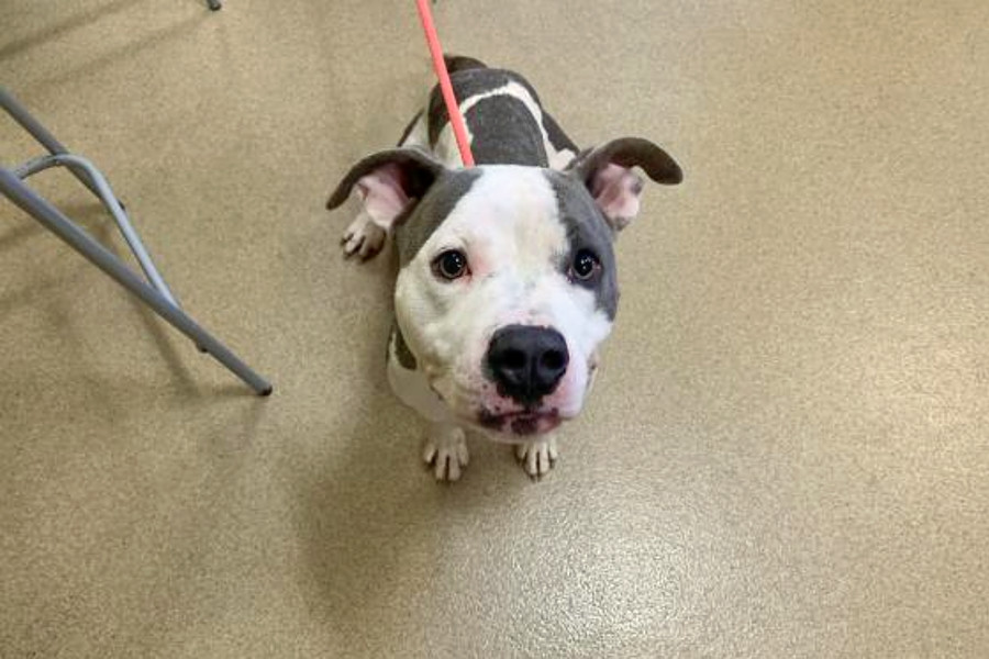 Dogs in Orlando looking for their furrever homes