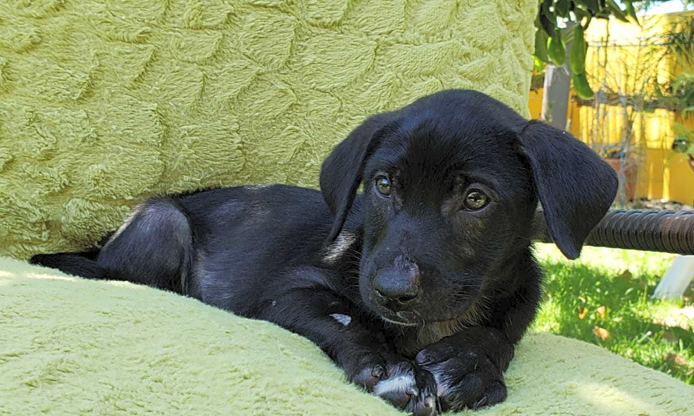 stray from the heart petfinder