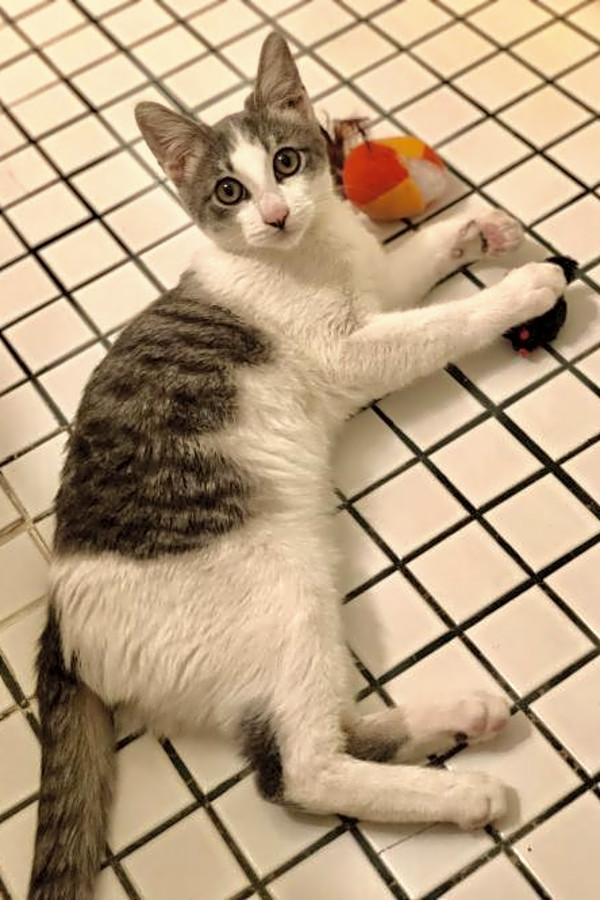 These Long Beach Based Kitties Are Up For Adoption And In Need Of