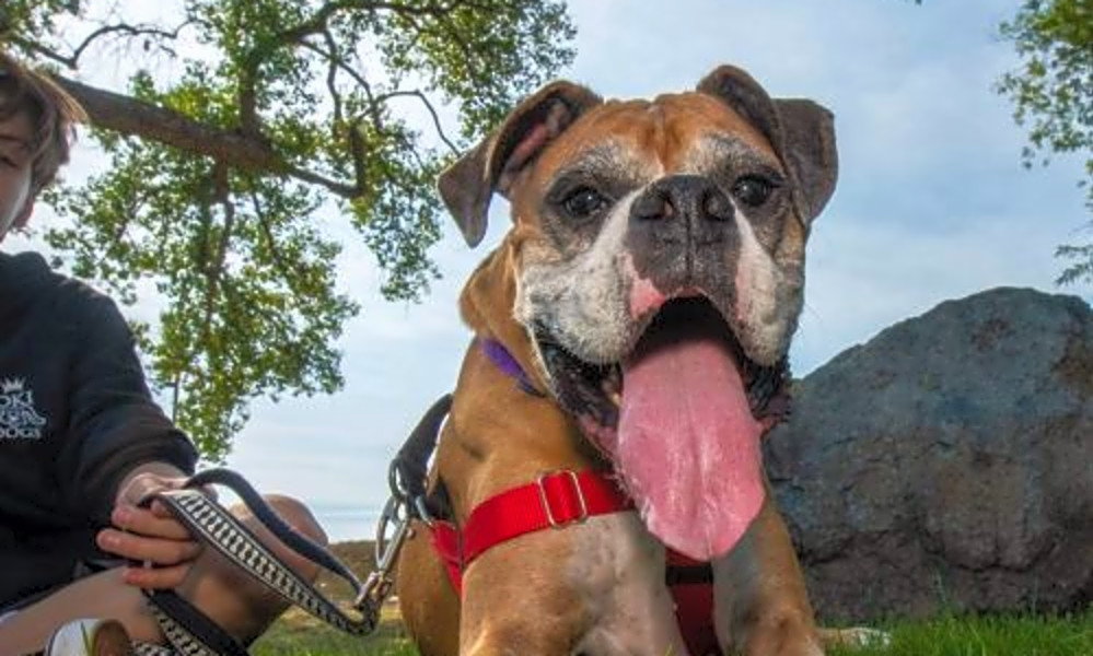 boxer puppies for sale inland empire