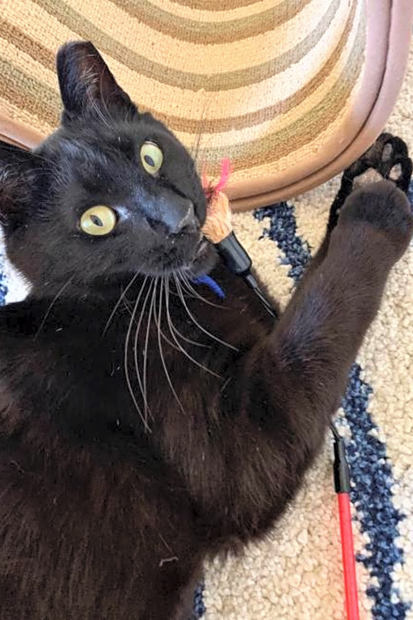 These San Jose Based Cats Are Up For Adoption And In Need Of A