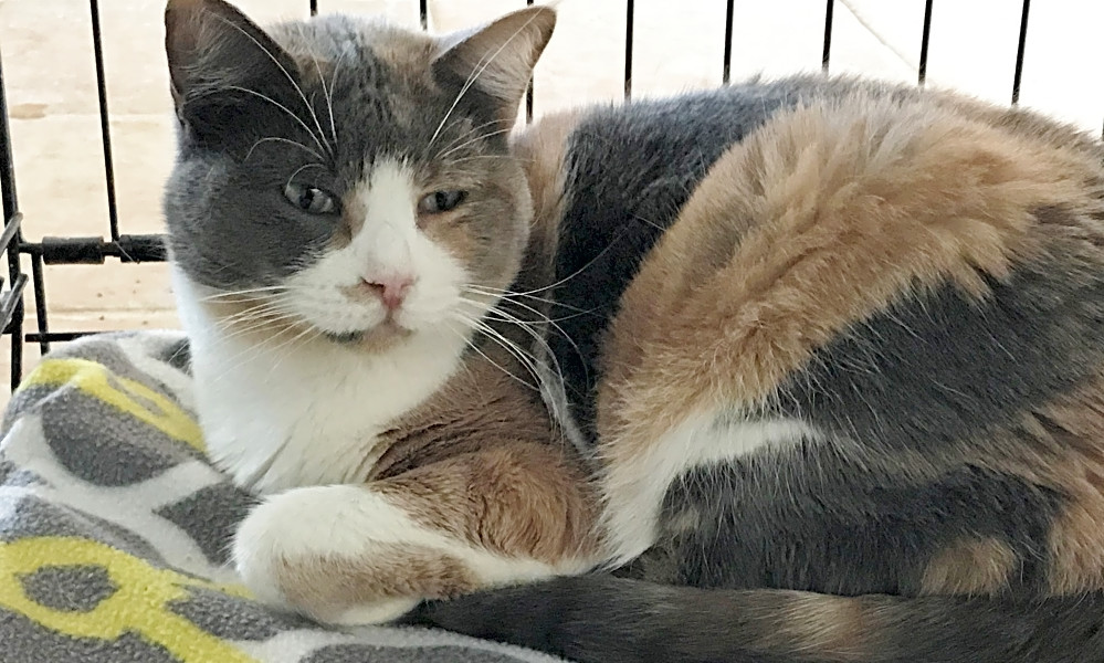 These El Paso Based Cats Are Up For Adoption And In Need Of A Good
