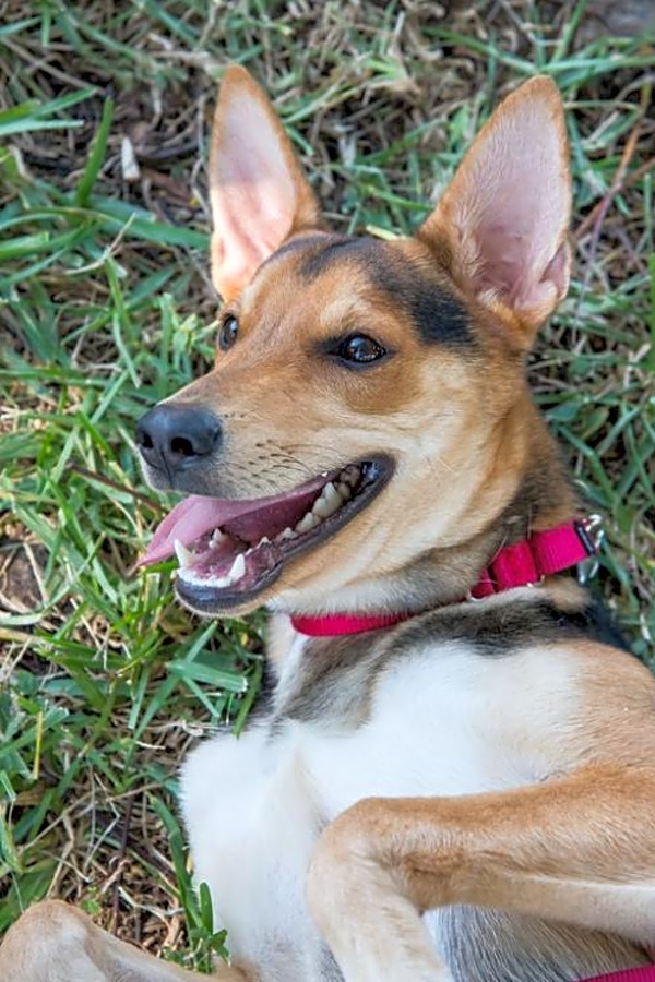 These Miami Based Puppies Are Up For Adoption And In Need Of
