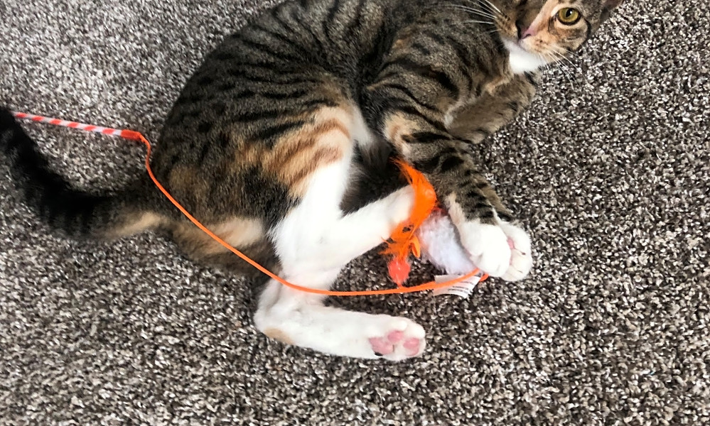 Looking To Adopt A Pet Here Are 4 Cute Kitties To Adopt Now In