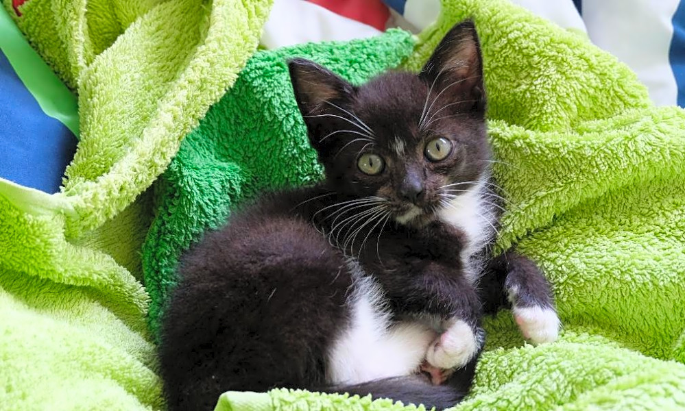 Looking To Adopt A Pet Here Are 6 Cute As Can Be Kittens To Adopt