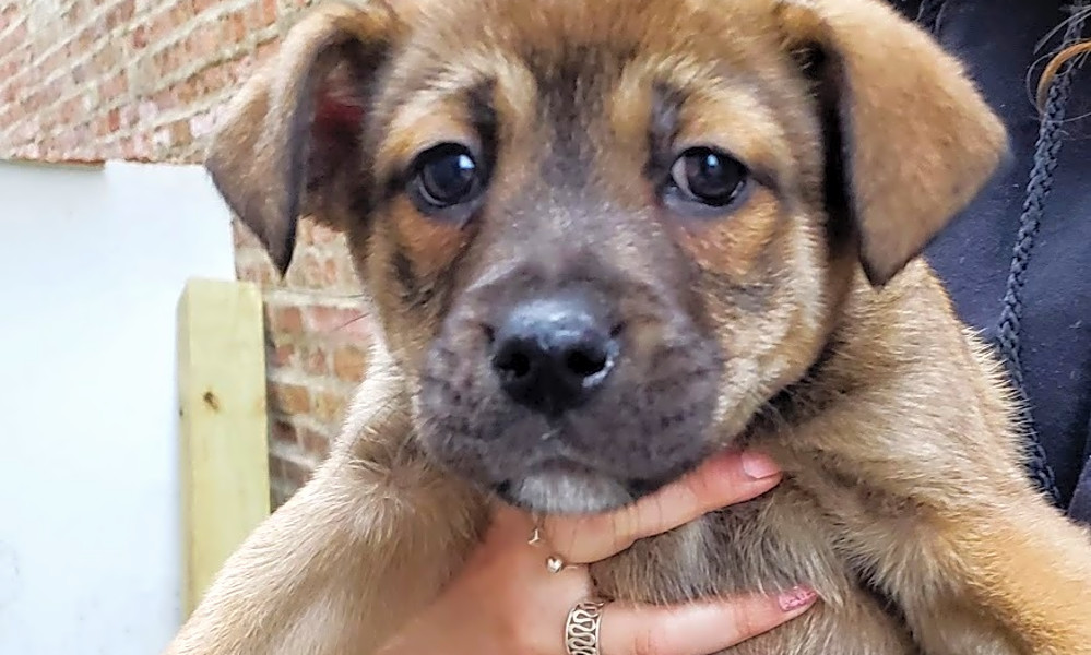 chow chow shepherd mix puppy